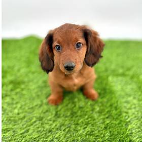 Dachshund