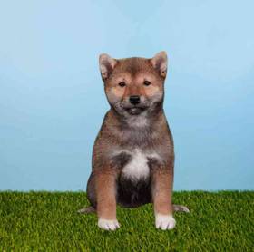 Shiba Inu