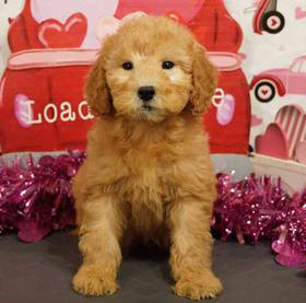 2nd Gen Mini Goldendoodle