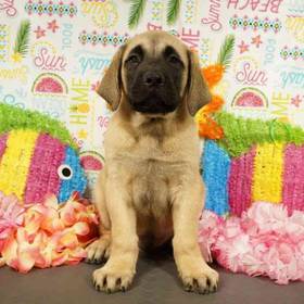 English Mastiff