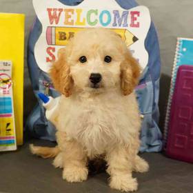 2nd Gen Mini Goldendoodle