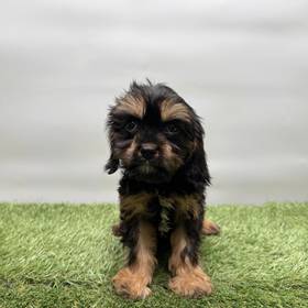 Cavapoo