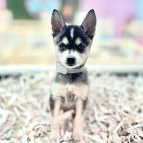 Alaskan Klee Kai