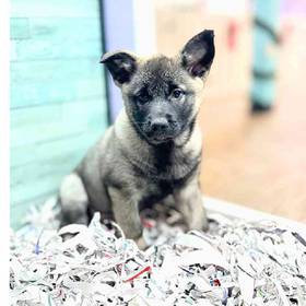 Norwegian Elkhound