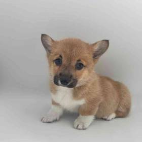 Pembroke Welsh Corgi