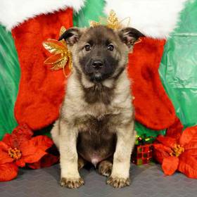 Norwegian Elkhound