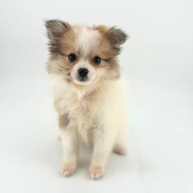 Pomeranian