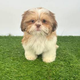 Shih Tzu