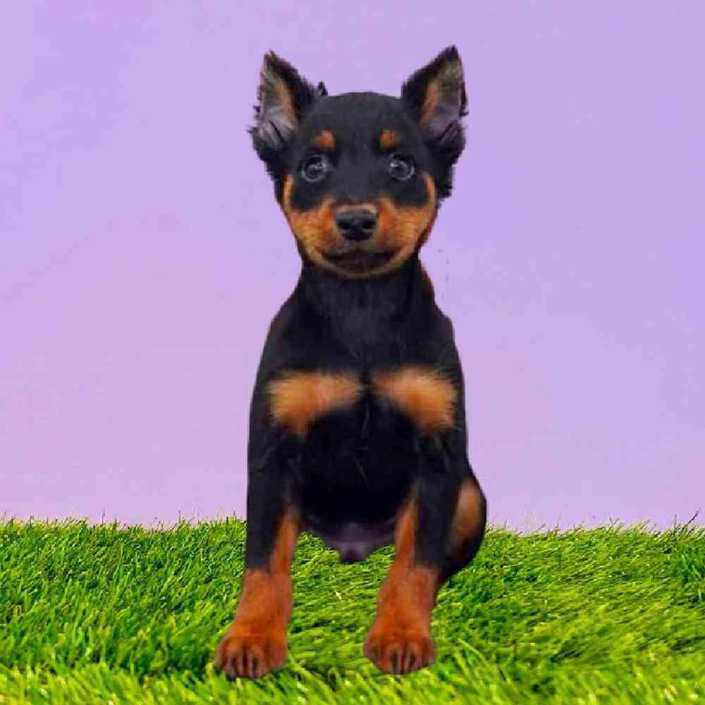 Min pin for sale near me best sale