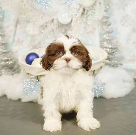 Shih Tzu