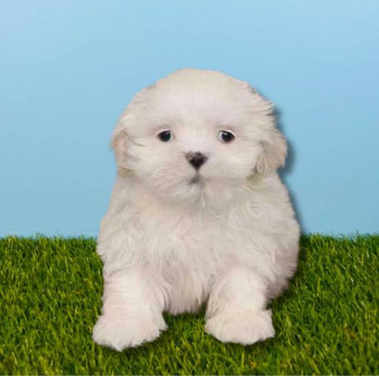 Available Puppies For Sale | Puppyland Arizona