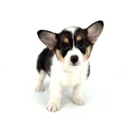 Pembroke Welsh Corgi