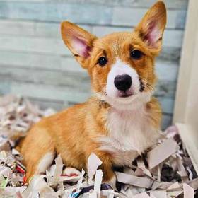 Pembroke Welsh Corgi