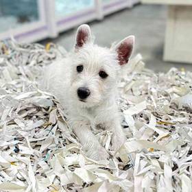 West Highland White Terrier