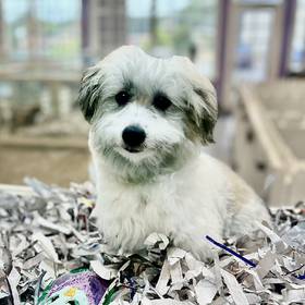 Coton De Tulear