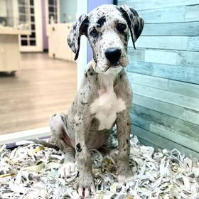 Great Dane