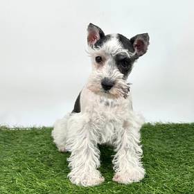 Mini Schnauzer