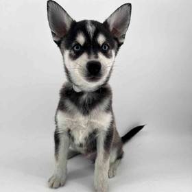 Alaskan Klee Kai