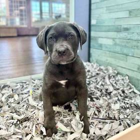 Cane Corso