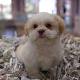 Shih Tzu