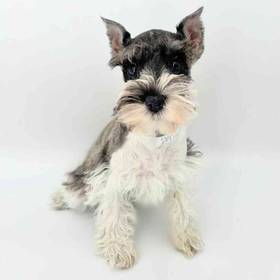 Mini Schnauzer