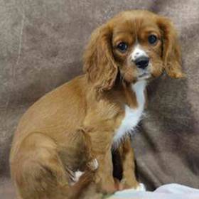 Cavalier King Charles Spaniel