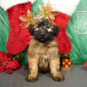 Soft Coated Wheaten Terrier