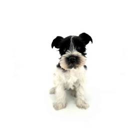 Mini Schnauzer