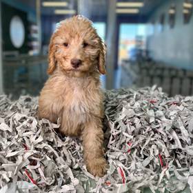 Standard Poodle