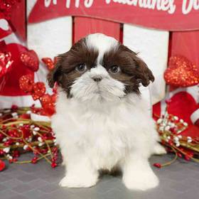 Shih Tzu