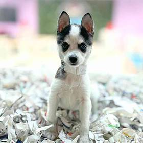 Alaskan Klee Kai