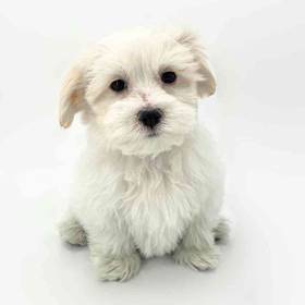 Maltipoo