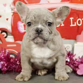 French Bulldog