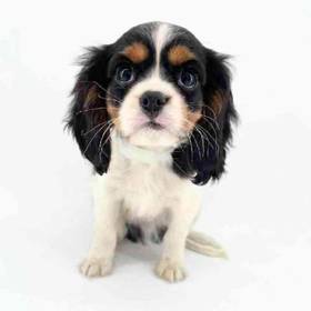 Cavalier King Charles Spaniel