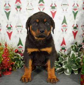 Rottweiler