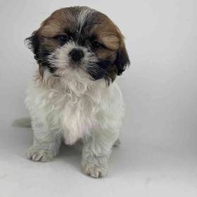 Shih Tzu