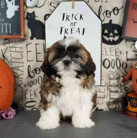 Shih Tzu