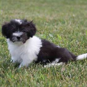 Coton De Tulear