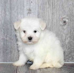 Maltese