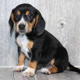 Beagle