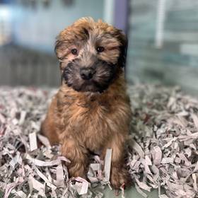 Soft Coated Wheaten Terrier