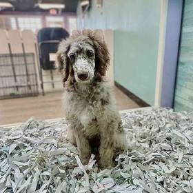 Standard Poodle