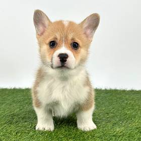 Pembroke Welsh Corgi