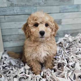 2nd Gen Mini Goldendoodle