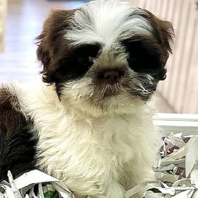 Shih Tzu