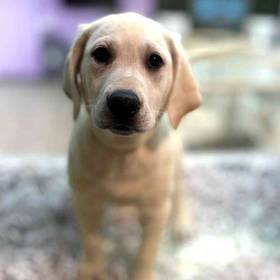 Labrador Retriever