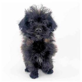 Yorkie-Poo