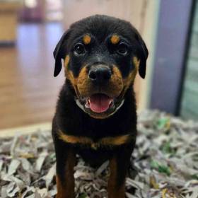 Rottweiler