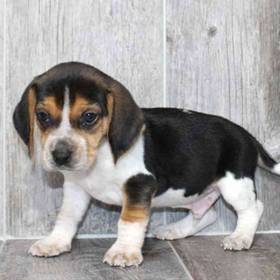 Beagle