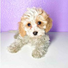 Cavachon